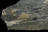 Pennsylvanian Horsetail (Calamites) Fossil - Kentucky #136816-1